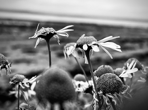 Wild daisies in Northumberland