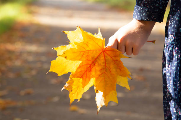 istock A Canadian yellow leaf in a woman 's hand . 1700959874