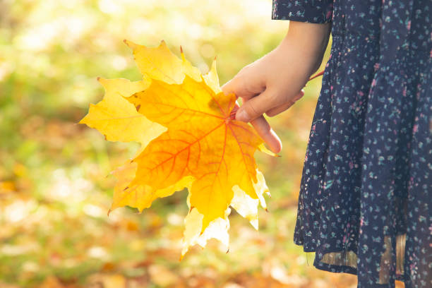 istock A Canadian yellow leaf in a woman 's hand . 1700959880