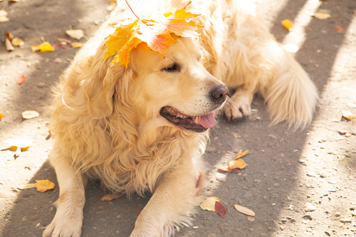 Golden Retriever and a girl walking on a sunny day in an autumn park