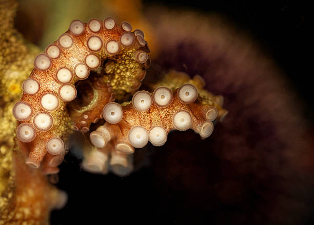 polvo tentacular suckers - tentacular imagens e fotografias de stock