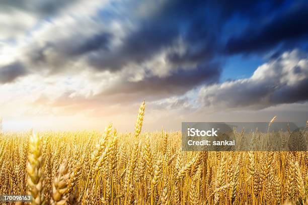 Photo libre de droit de Champ De Blé banque d'images et plus d'images libres de droit de Paysage - Paysage, Agriculture, Aliment