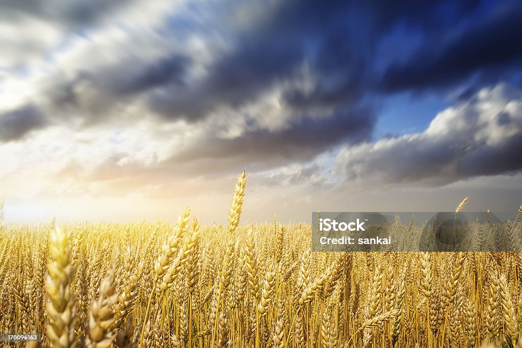 Campo de Trigo - Royalty-free Paisagem - Cena Não Urbana Foto de stock