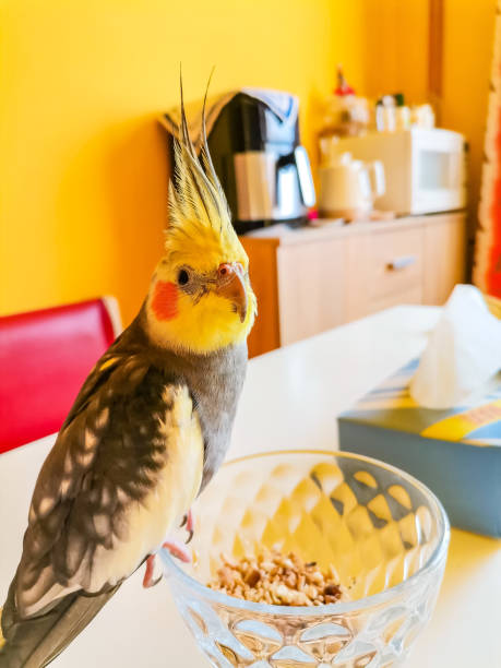 istock A bird sits on a glass bowl with nuts. Corella parrot is pet. Smart bird Corella 1700963645