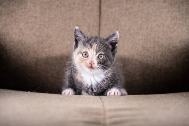 istock Grey beige and white kitten in a chair.. 1700967522