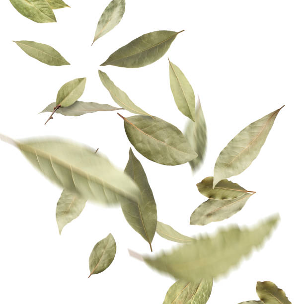 istock Dry bay leaves falling on white background 1700968610