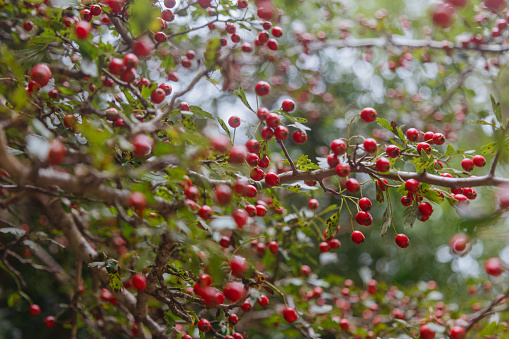 Red viburnum berries on a branch in the garden. Ripening of viburnum fruits. Red berries and leaves in summer outdoors.