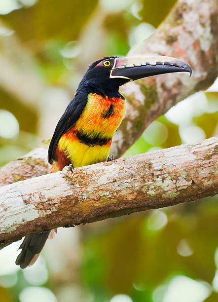 istock Collared Aracari Toucan in the wild 170097197