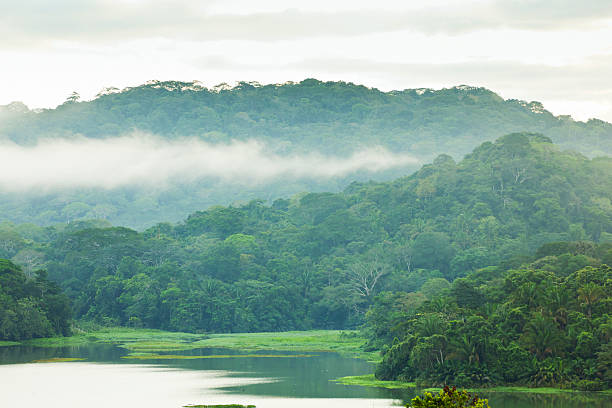 istock Morning in the RainForest 170097383