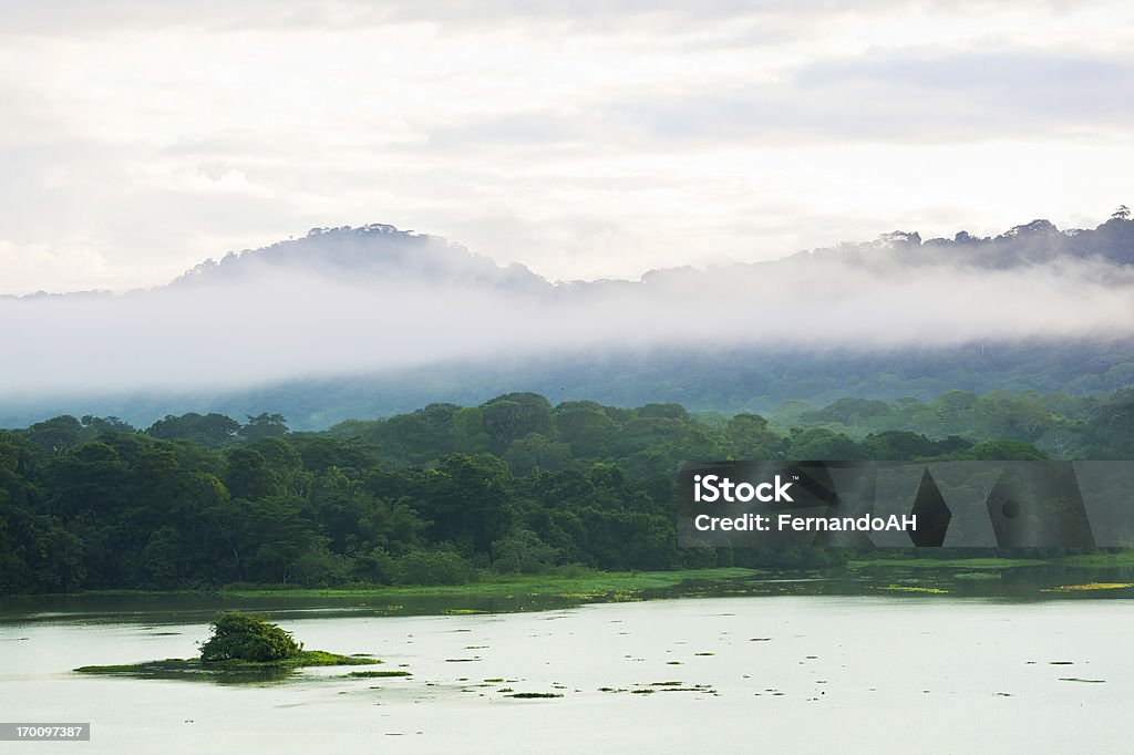 La mañana en el bosque tropical - Foto de stock de Selva Tropical Amazónica libre de derechos