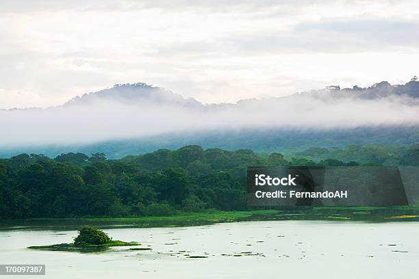 Photo libre de droit de Matin Dans La Forêt Tropicale banque d'images et plus d'images libres de droit de Forêt amazonienne - Forêt amazonienne, Amazonie péruvienne, République du Panama
