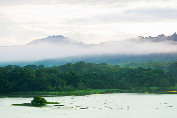 Morning in the RainForest. Dramatic low clouds, heavy mist, almost fog.