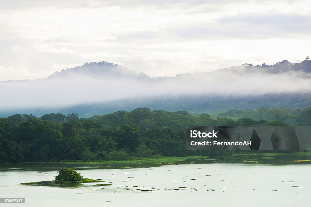 Manhã na floresta tropical - Foto de stock de Floresta amazônica royalty-free