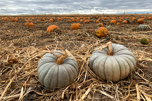 October pumpkin patch south of Boise, Idaho