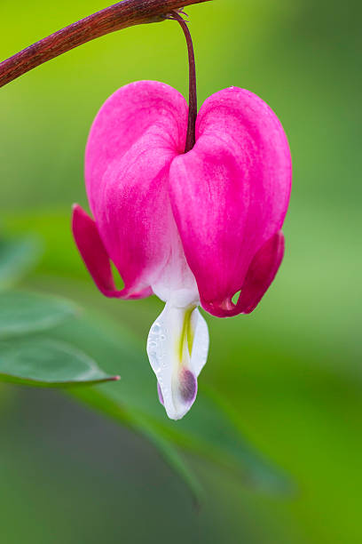 Macro close-up of a single bleeding heart with shallow DOF.