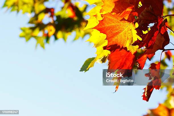 Folhas De Outono - Fotografias de stock e mais imagens de Abstrato - Abstrato, Amarelo, Azul