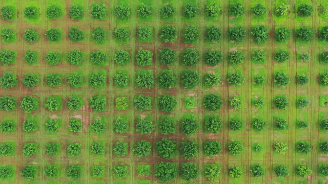 aerial view  Precision in planting ensures sunlight reaches every fruit-bearing branch