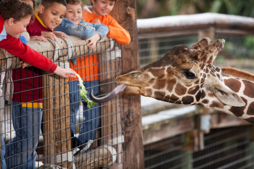Multi-ethnic group of children (7 to 11 years) at zoo.  Main focus on giraffe and boy in foreground feeding giraffe.