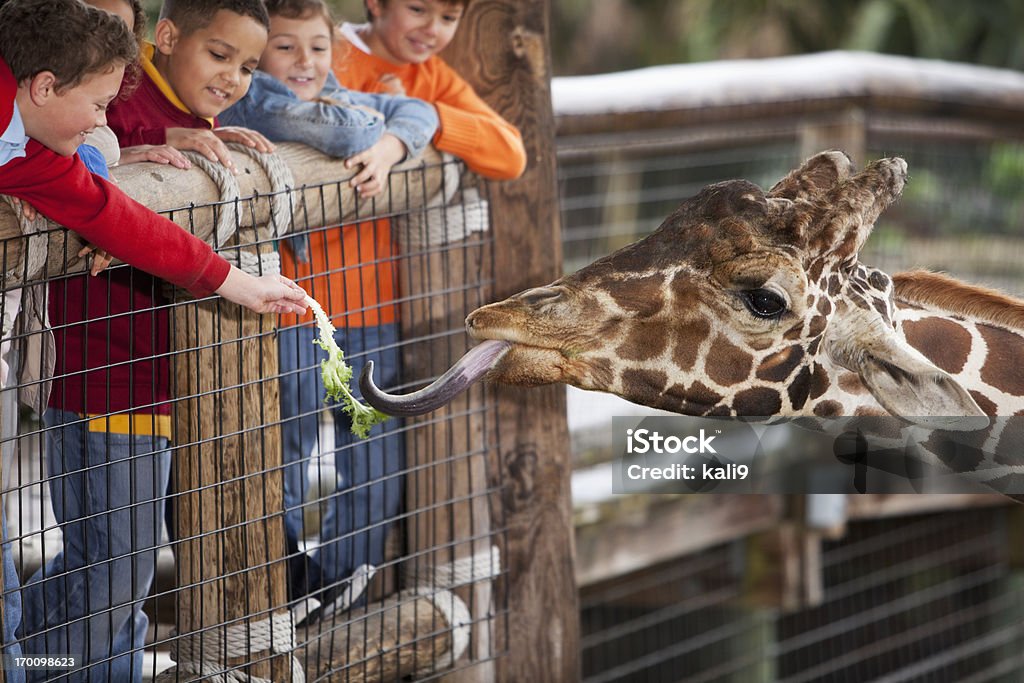 Dzieci w zoo żywienia giraffe - Zbiór zdjęć royalty-free (Zoo)