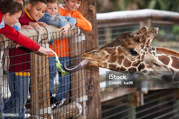 Dzieci W Zoo Żywienia Giraffe - zdjęcia stockowe i więcej obrazów Zoo - Zoo, Dziecko, Karmić