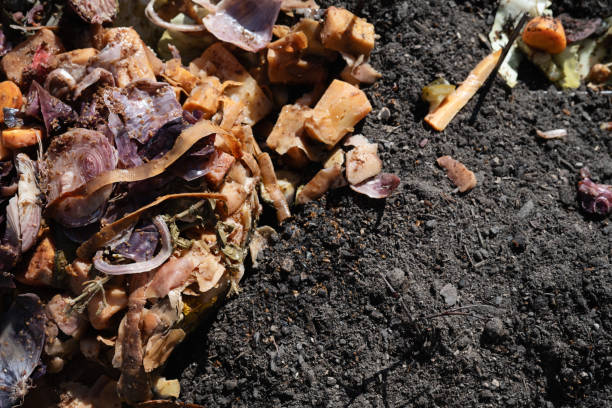 istock Bokashi compost in the soil for organic gardening 1700990401