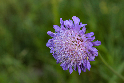 A type of thistle, this plant has health benefits
