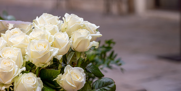 banner or white roses bouquet closeup, panorama, valentine day, wedding day