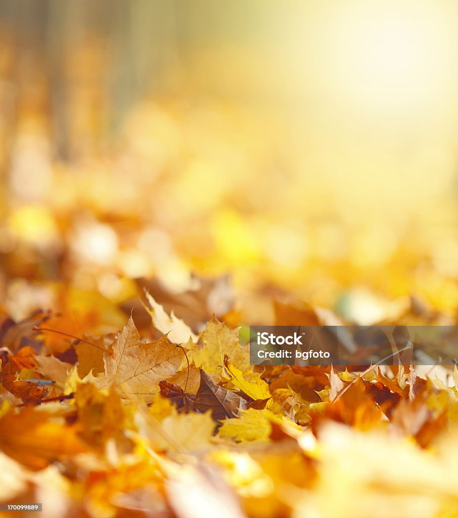 Foglie di autunno sfondo - Foto stock royalty-free di Autunno