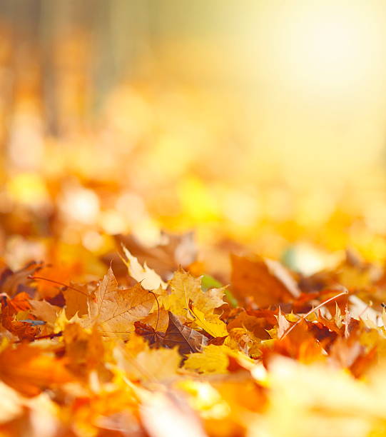 Autumn Leaves Background Defocused in the autumn sun lights. Added fine grain.Adobe RGB color profile. glowing leaves stock pictures, royalty-free photos & images