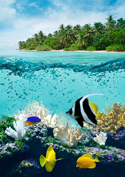 istock Underwater life in tropical sea 170099935