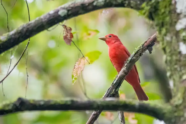 Summer tanager perched in a lush forest.