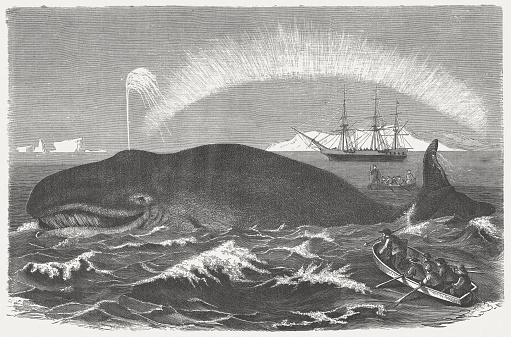A bowhead whale is hunted. Woodcut engraving after a drawing by Robert Kretschmer (German painter, 1818 - 1872), published in 1875.