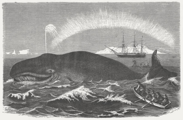 Bowhead whale is hunted, wood engraving, published in 1875 A bowhead whale is hunted. Woodcut engraving after a drawing by Robert Kretschmer (German painter, 1818 - 1872), published in 1875. alaska northern lights stock illustrations