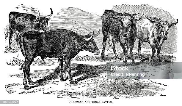 Bydło Rasy Texas Longhorn - Stockowe grafiki wektorowe i więcej obrazów Bydło rasy Texas Longhorn - Bydło rasy Texas Longhorn, Ilustracja, XIX wiek