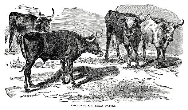 texas longhorn cattle Engraving of Texas longhorn cattle. In Cyclopedia of Live Stock 1881. texas longhorns stock illustrations