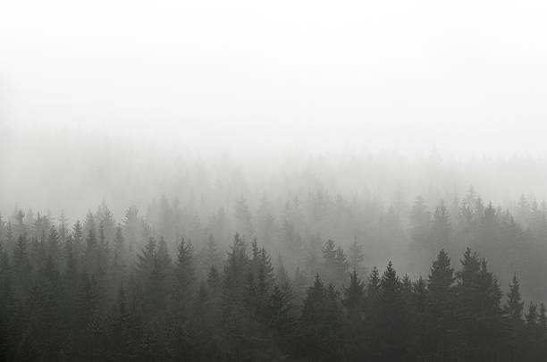 dunkle spruce holz silhouette, umgeben von nebel auf weiß. - forest dark woods spooky stock-fotos und bilder