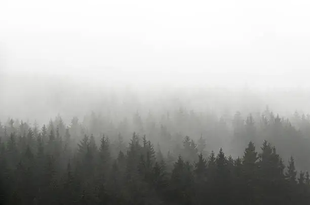 Photo of Dark Spruce Wood Silhouette Surrounded by Fog on white.