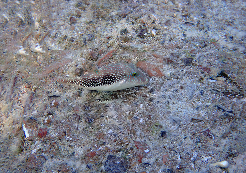 Bennett's Sharpnose Pufferfish - Canthigaster bennetti