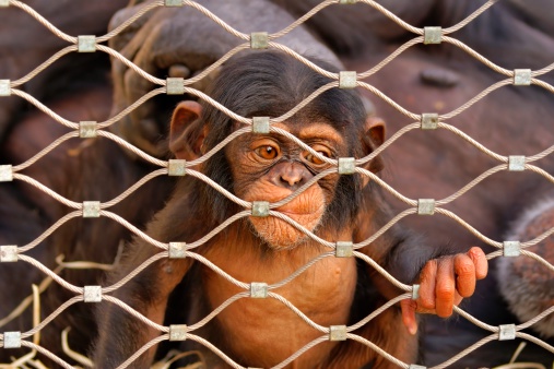 Chimpanzee (Pan troglodytes) sorrowful baby monkey in a cage