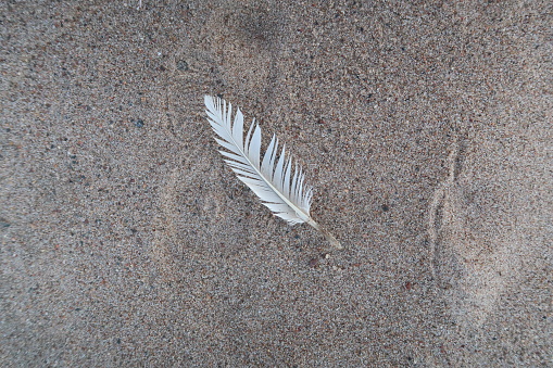White feather on a beach, no people