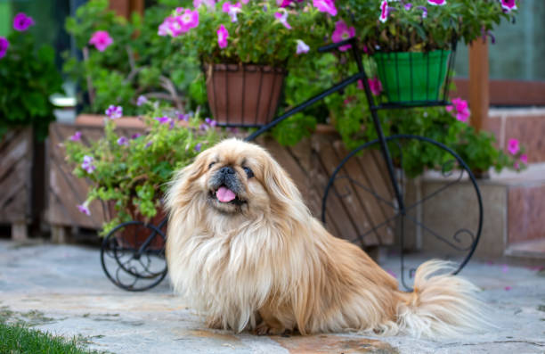 Cute pekingese dog in garden