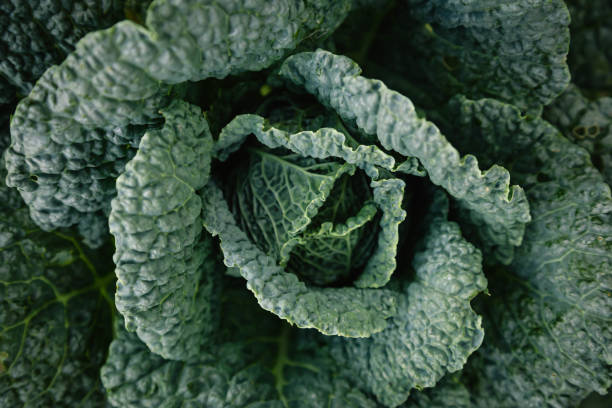 istock Raw green cabbage texture, natural background, close up. 1701025260