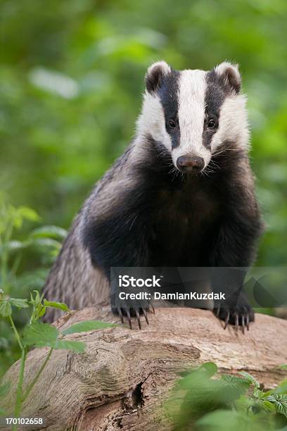 Photo libre de droit de Badgerportrait Vertical Européenne banque d'images et plus d'images libres de droit de Blaireau - Mustélidés - Blaireau - Mustélidés, Faune, Forêt