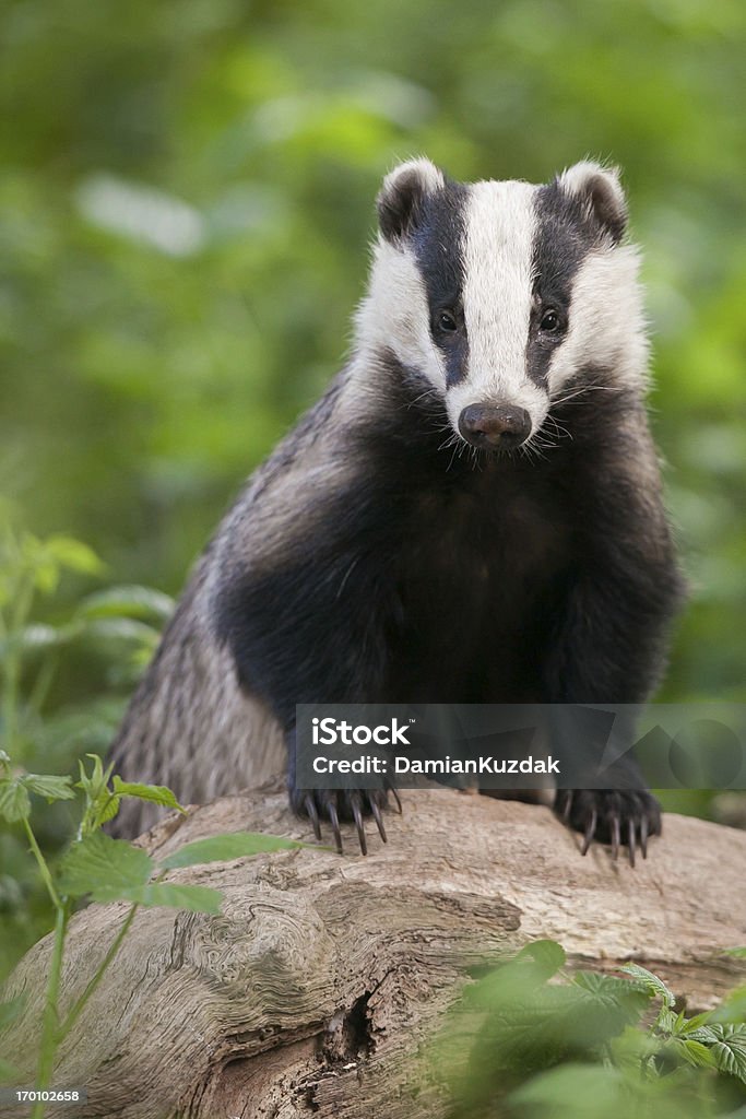 Tasso europeo-verticale Ritratto - Foto stock royalty-free di Tasso - Mustelidi