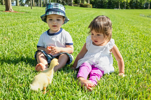 toddler girl  and boy playing with a baby duck