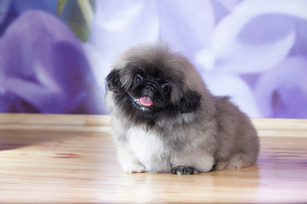 Pekinese puppy stock photo