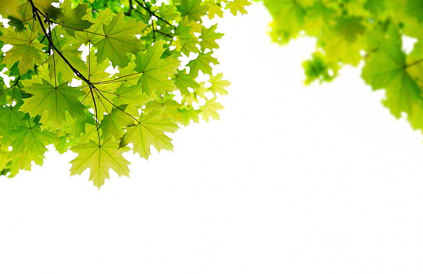 des feuilles vert - leaf maple green white photos et images de collection
