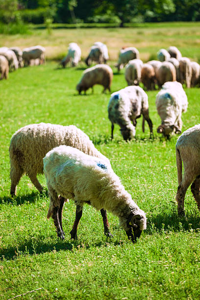 istock Flock of sheep on pasture 170103007