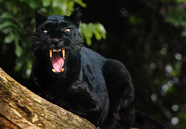 growling black panther Close-up of a black leopard sitting on a tree and showing its teeth. big cat photos stock pictures, royalty-free photos & images