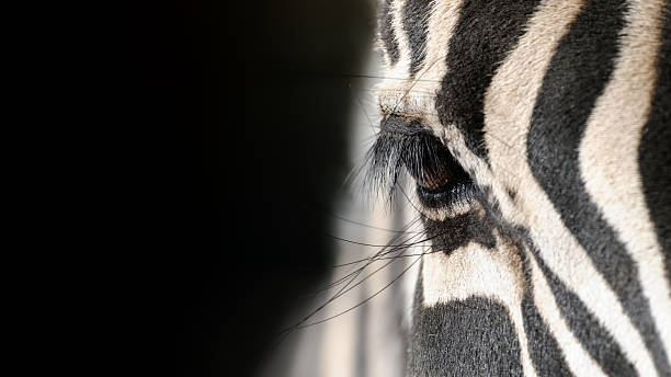 occhio di una zebra - black white macro high contrast foto e immagini stock